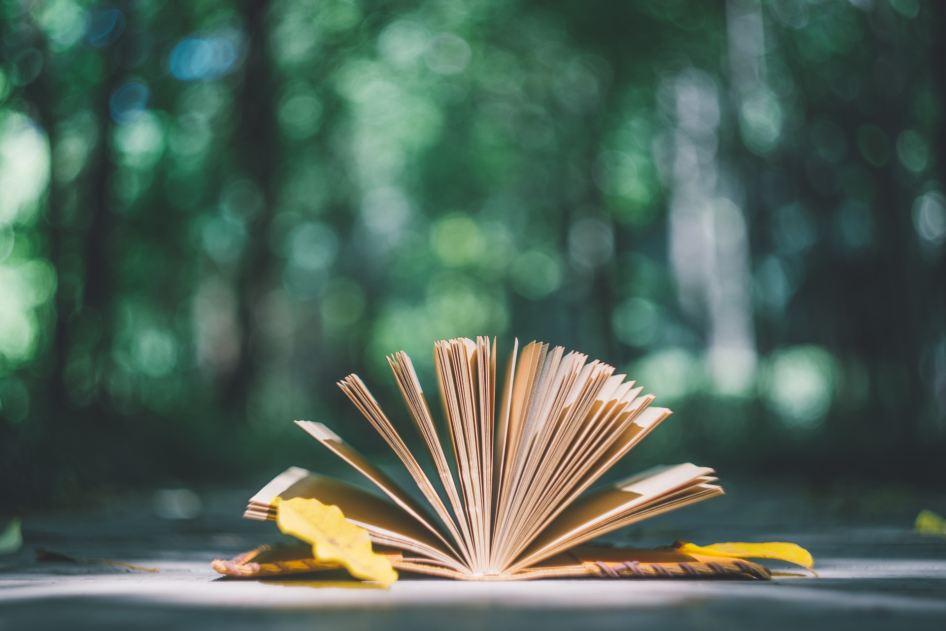 摄图网_500465305_banner_叶子与日记本（企业商用） (1).jpg